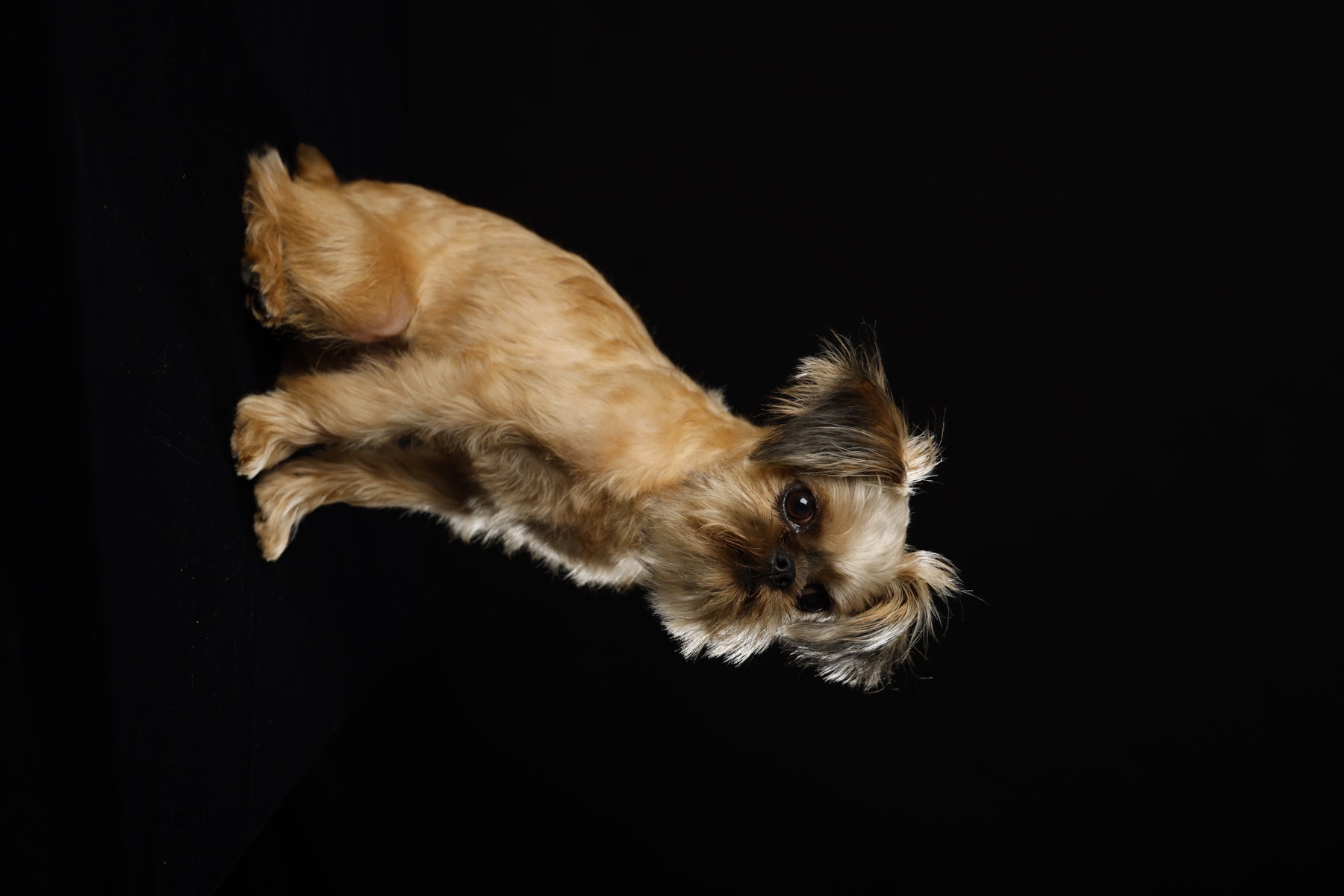 黒背景の前でこちらを見るどりー